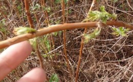 Come potare correttamente i lamponi in primavera: una guida passo passo