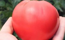 Dalam tanah apakah tomato Rosemary menghasilkan hasil tertinggi dan apa lagi yang mempengaruhinya?