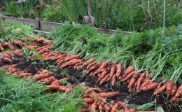 Optimal timing for harvesting carrots in the Urals