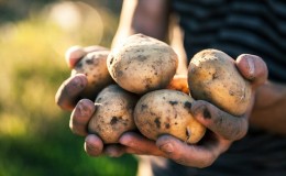 Variedade de batata Zorachka de amadurecimento precoce para consumo in natura