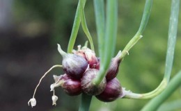 Caractéristiques de la plantation et de l'entretien des oignons à deux et à plusieurs niveaux