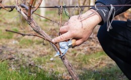 Quando e come potare correttamente l'uva in autunno e prendersene cura dopo la procedura