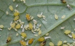 Cómo deshacerse de los ácaros de los pepinos en un invernadero: métodos probados de control y prevención