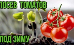 How to plant tomatoes before winter