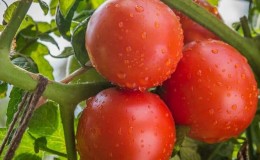 Advantages and disadvantages of tomato Katya