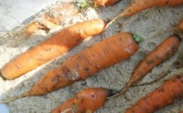 Storing carrots in winter: the best varieties with excellent keeping quality