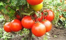 Tomato tahan penyakit dan mudah dijaga Gina - panduan praktikal untuk membesar