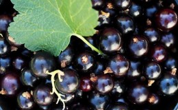 The best currants for Siberia: top varieties