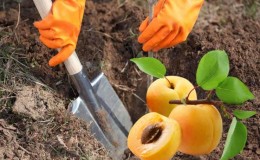 Trinn-for-trinn-instruksjoner for å plante aprikoser selv om sommeren