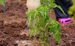 Peraturan mudah untuk merekodkan hasil tomato - membaja tomato dengan urea: mengapa ia diperlukan dan bagaimana untuk melakukannya