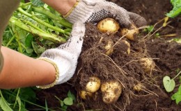 Har potatis frukt och vad heter den?