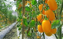 Oppfyller sommerbeboernes ønsker om en rik høst - gullfisktomaten og hemmelighetene til dens dyrking