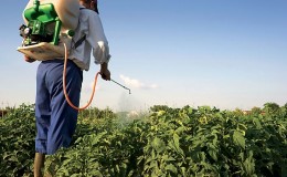 The best recipes for foliar feeding of potatoes and rules for their application