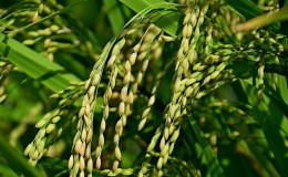 Onde e como cresce o arroz e é possível cultivá-lo em casa?