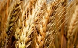 Descrizione e caratteristiche della varietà di grano invernale Bagrat