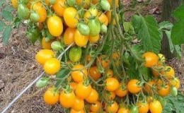 No one will be indifferent to a tomato that looks like a lemon: the Wonder of the World tomato and how to grow it