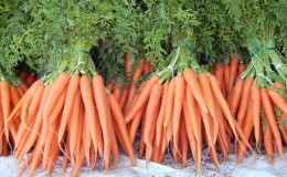 Analysis of mistakes when growing: why carrots are bitter and how to prevent it