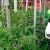 How and what to feed tomatoes during flowering and fruit set to get a rich harvest of large tomatoes