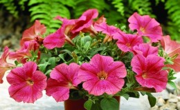 Las mejores formas de prolongar la floración de petunias en macetas: consejos de jardineros experimentados