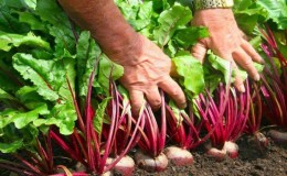 Quand retirer les betteraves du jardin pour les stocker : récolter à temps