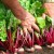 When to remove beets from the garden for storage: harvesting on time