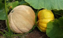 Come coltivare una grande zucca nella tua dacia in piena terra: istruzioni passo passo e segreti di agronomi esperti