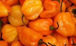 Hvordan dyrke varme habanero-pepper og bruke denne komponenten riktig i matlagingen