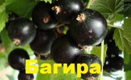 Cómo cultivar la variedad de grosella negra Bagheera en tu jardín y por qué es buena