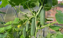 ¿Qué hacer si los pepinos de invernadero son amargos y por qué sucede esto?