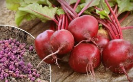 How to properly plant beets in winter: step-by-step instructions and important nuances