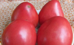 Bagaimana untuk menanam tomato Pudovik untuk hasil yang lebih besar