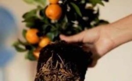 Guía paso a paso para replantar un árbol de mandarina en casa