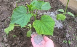 Como alimentar pepinos com cinzas em terrenos abertos e estufas, e o que isso trará para a colheita futura