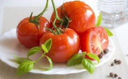 Hibrid yang sangat baik untuk tanah terbuka - Tomato Shady Lady f1: kami menanam tomato bersahaja tanpa kerumitan