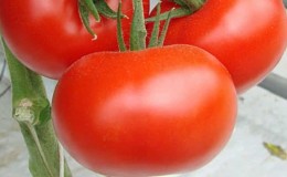 Tomato hibrid Krasnobai F1 hasil tinggi