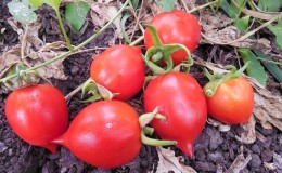 Cara menanam tomato Geranium Kiss dengan semak padat, rasa yang kaya dan hasil yang konsisten