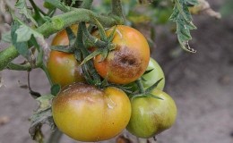 Memelihara tanaman tomato yang terjejas atau cara menyelamatkan tomato daripada penyakit hawar lewat jika mereka sudah sakit