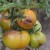 Preserving an affected tomato crop or how to save tomatoes from late blight if they are already sick