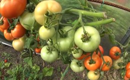 Bagaimana untuk membuat tomato menjadi merah lebih cepat