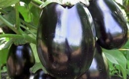 Secrets of feeding eggplants for a rich harvest