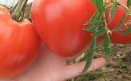 Tomato Danko yang berisi, lazat dan sangat aromatik: kita mendapat hasil tuaian yang kaya dan stabil