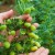 Cómo crecen los garbanzos en la naturaleza y en el sitio.