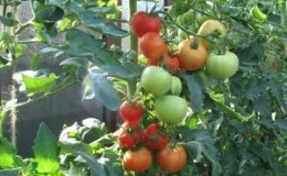 How to spray tomatoes for ovary