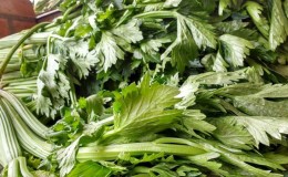 The best recipes for preparing leaf celery for the winter