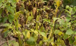 Reasons for tops drying out and whether potatoes grow after this