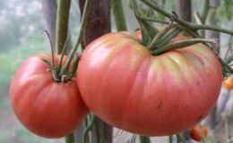 Fordeler og ulemper med Tsunami-tomaten, egenskaper ved frukten og finesser av dyrking