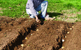 Hur man planterar och odlar potatis i trädgården