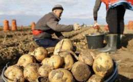 Topp ledende land innen potetproduksjon over hele verden