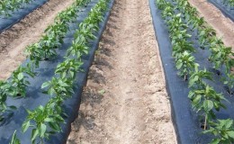 New methods of planting potatoes and care features