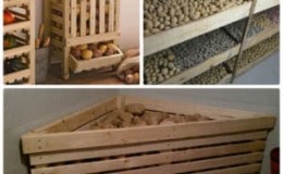 Rules for storing potatoes in the cellar